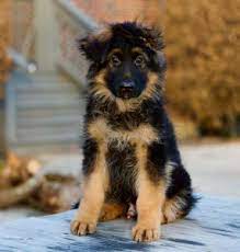 A black german shepherd is a german shepherd like any other. Gsd Breeder Chicago Puppies For Sale Vomragnar Geman Shepherds