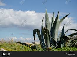 The plant, probably native to the arabian peninsula, now grows all over the world. Giant Aloe Vera Plants Image Photo Free Trial Bigstock
