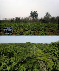 Image result for Napoleonaea angolensis