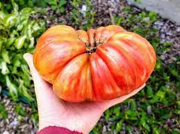 Jazz produces prolifically, starting at about 75 days after transplant. Tomato Pink Jazz Seeds Certified Organic Garden Hoard Certified Organic Heirloom Seeds Grown In Michigan By Renegade Acres