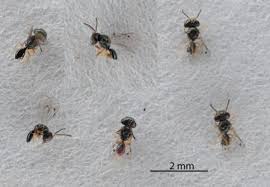 Image result for Aizoon schellenbergii