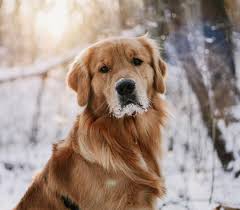 Check spelling or type a new query. Rufio The Golden Retriever On Instagram Tbt Do You Like My Snow Beard Puppyrufio Golden Retriever Labradoodle Dogs Shelter Dog Photography