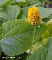 Image result for Acmella