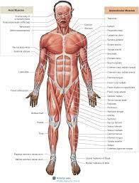 11 4 Descriptive Terms Are Used To Name Skeletal Muscles Anatomy Anatomy And Physiology Skeletal Muscle