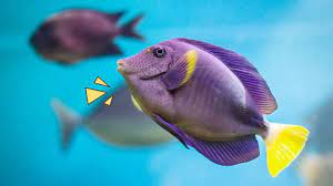 We did not find results for: Moms Sudah Tahu 9 Arti Mimpi Ikan Ini Orami