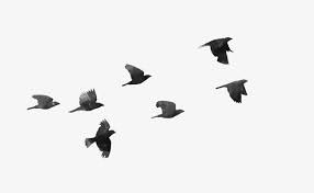 Hand Drawn Flying Bird Flying Bird Drawing Flying Bird Silhouette Birds Flying