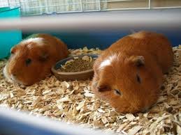 Give your rabbit the crème de la crème of rabbit bedding. Cedar Chips And Pine Wood Shavings As Bedding