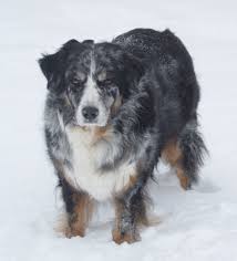 This 8 month old blue merle corgi aussie shepherd mix fl is up for adoption by her owners in the riverside area. Black Merle Australian Shepherd Pasteurinstituteindia Com