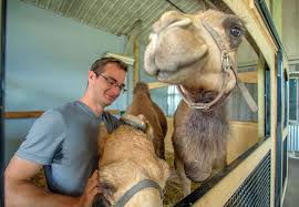 In this global object i would save configuration parameters. Camel Milk Is Trending And There S A Farm Producing It In Northeast Indiana