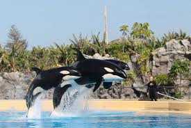 Resultado de imagen de imagenes de loro parque