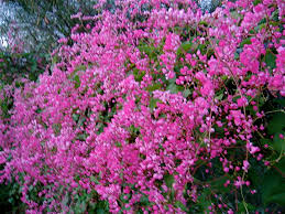Of course here in arizona we just skip straight to summer and start. August Blooms Pink And Rambling Flower And Landscape Photos In Southeast Arizona