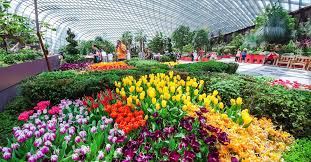 Bentuk bunga ini seperti lonceng dan berwarna sangat. Flower Dome Taman Bunga Raksasa Di Tengah Kota Terhijau Di Dunia Wisata Liburan