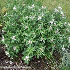 Reviews for daphne × transatlantica 'eternal fragrance'®. Daphne X Transatlantica Eternal Fragrance