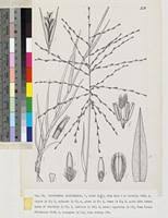 Image result for Trichoneura grandiglumis