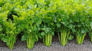 (2) blanch (plunge into boiling water) for three minutes and chill quickly in ice cold water; Celery Why The Salt Npr