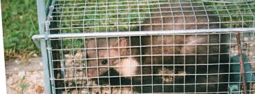 Cliquez sur ' admettre toujours ' pour jouer attaque de poules! Luttez Efficacement Contre Les Fouines Et Les Renards