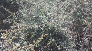 Image result for Suaeda vermiculata