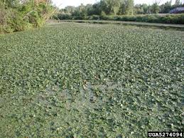 Image result for Trapa natans