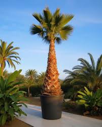 Image result for Washingtonia robusta