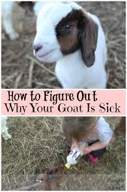 How to give a baby a bath. How To Figure Out Why Your Goat Is Sick Farm Fit Living