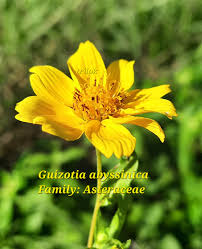 Image result for Guizotia