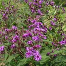 Image result for Vernonia kirkii