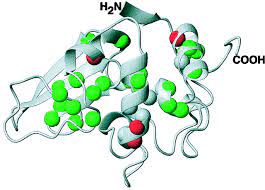 Structure Thermostability And Conformational Flexibility Of Hen Egg White Lysozyme Dissolved In Glycerol Pnas