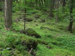 Forest Floor Layer Jpg 600 449 Forest Floor Floor Plants Forest