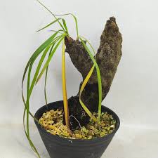 Image result for Xerophyta argentea