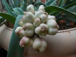 Image result for Ammocharis tinneana