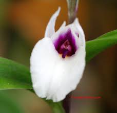 Image result for Brachycorythis