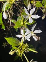 Image result for Leptactina