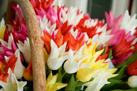White flowers that look like tulips. Lily Flowered Tulips