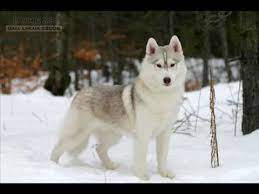 We did not find results for: The Most Gorgeous Siberian Huskies You Will Ever See Youtube