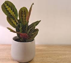Another method of prayer plant propagation is by dividing the rhizomes. Prayer Plant Care All You Need To Know Osera