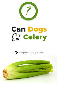 Since your dog's nutritional needs should be met by her dog food, your dog does not need the extra nutrients in celery. Can Dogs Eat Celery This Guide Gives You The Answers You Re Looking For Via Stopthatdog Can Dogs Eat Dog Eating Celery