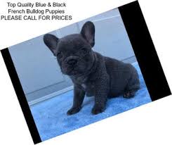 Bringing love and happiness to many wonderful families. Companion Dogs French Bulldog For Sale In Long Beach Agriseek Com