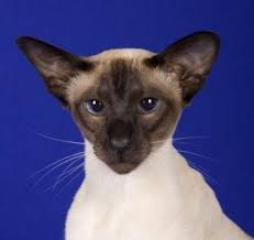 The different types of siamese cats have distinct markings and coloration, and knowing how to tell these apart is a great skill for breeders, owners, and enthusiasts. Types Of Siamese Cats Traditional And Modern Type