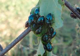 Whiteflies are small flying insects. No Need To Spray When Bordered Plant Bugs Appear In The Garden Green Blog Anr Blogs