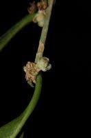 Image result for Casearia runssorica