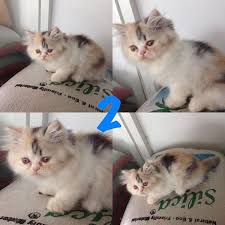 Kucing persia flatnose juga merupakan kucing yang ramah, baik kepada orang di sekitar maupun pada hewan lain yang hidup bersama dengannya. Jual Kucing Persia Flatnose Indukan Purwokerto Harga Murah Beli Dari Toko Online Pricearea Com
