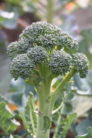 Ich Bin So Stolz Auf Meinen Ersten Brokkoli Im Garten Paradies Auf Erden Garten Brokkoli