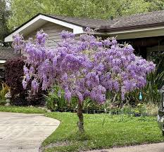 Image result for Wisteria