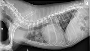 Pneumonia is a lung infection that leads to breathing difficulties and fluid in the lungs. Common Pulmonary Diseases In Dogs Clinician S Brief