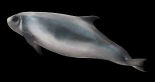 Paus sperma atau bahasa latinnya physeter macrocephalus tidak hanya terkenal kerana ambergris atau muntahannya saja. Langka Paus Sperma Kerdil Tertangkap Melepaskan Tinta Saat Terserang Ikons Id