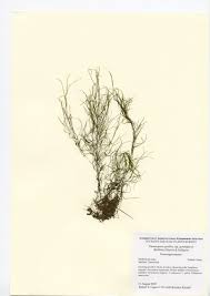 Image result for Potamogeton pusillus