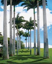 Top Uses Of Palm Trees In Garden Design Garden Design About 45% of these are artificial plant. top uses of palm trees in garden design