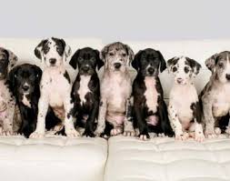 Characteristics, history, care tips, and helpful information for pet owners. Adoption Applications Underdog Rescue