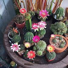 Cacti tend to do best when they are watered thoroughly, and then left until the potting media has dried fully. Descubra Os Segredos Para Manter Seus Cactos Saudaveis E Florindo Clique Nesta Imagem E Confira Mini Cactus Garden Cactus Plants Succulent Garden Outdoor