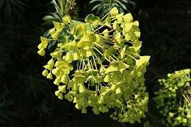 Image result for Euphorbia baylissii